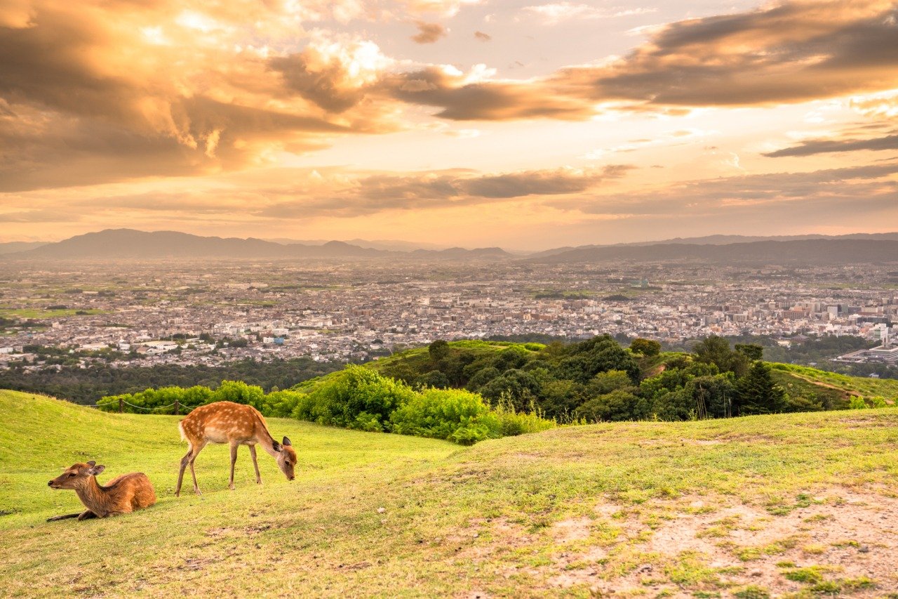 ⛰️ 와카쿠사 산 (若草山) 이미지 6